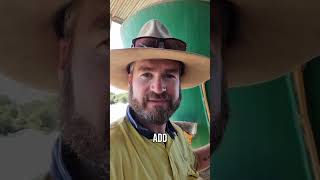 Feeding Cattle at the Feedlot Morning routine cattle australia feedlot farming [upl. by Lourie]