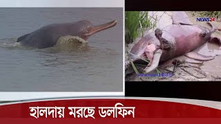 হালদায় মরছে বিলুপ্ত প্রজাতির মিঠা পানির ডলফিন  রক্ষায় নানামুখি পদক্ষেপ 8Nov20 Dolphin in Halda [upl. by Ynove]