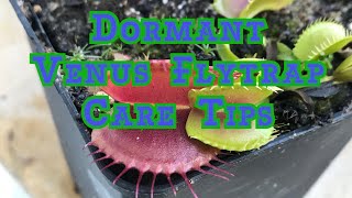 Venus Flytrap Winter Care How to Survive Winter Dormancy Zone 8 in 3 Minutes [upl. by Lovich919]