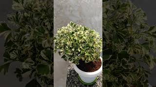 Ming Aralia shorts shortvideo youtubeshorts youtube trending viralvideo love reels video [upl. by Acul]