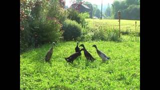 LaufentenIndian Runner Ducks im Garten meiner Tochter [upl. by Wylen]