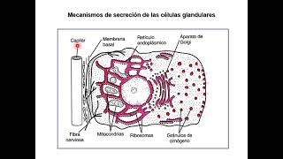 CLASE 2 Secreción exócrina salival y gástrica 1 [upl. by Airahs]