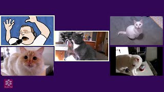 Cats Meowing NUMA NUMA DRAGOSTEA DIN TEI Acapella [upl. by Luce627]