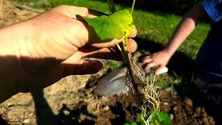 Planting sweet potatoes [upl. by Cleo249]