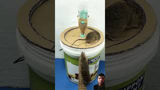 bucketmousetrap animals squirrel rattrap mousetrap rattletrap cat cute mousecraft [upl. by Psyche844]