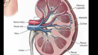 Urinary System Part 1 The Kidneys [upl. by Eeleak755]