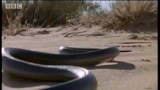 How snakes move amp run  Serpent  BBC Animals [upl. by Helyn864]