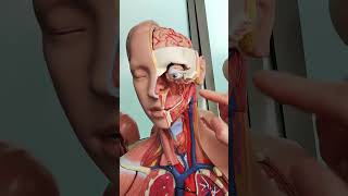 Carotid arteries anatomy [upl. by Ardyth]