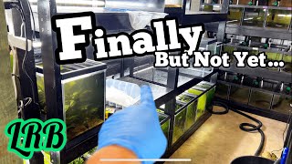 UPDATE Finally Last Oddball Fish Tanks Out and Rainbowfish Aquarium Rack Started Update [upl. by Uhthna19]