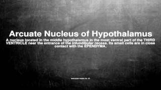 Medical vocabulary What does Arcuate Nucleus of Hypothalamus mean [upl. by Magan]