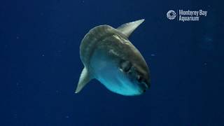 Ocean Sunfish in the Open Sea Exhibit [upl. by Frech]