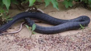 Snake Regurgitates Another Live Snake in Texas City [upl. by Ahsinyd566]