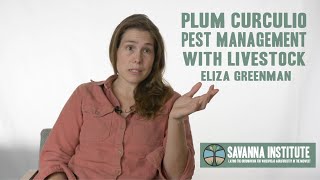 Plum Curculio Pest Management with Livestock in Orchards  Eliza Greenman [upl. by Htide]