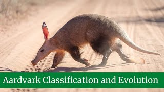 Aardvark Classification and Evolution Appearance Habitat Lifestyle Facts and Features [upl. by Leissam]