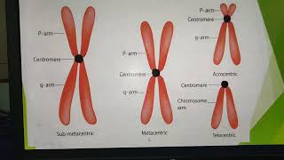 MetacentricSubmetacentricAcrocentricTelocentric Chromosomes [upl. by Esmerolda273]