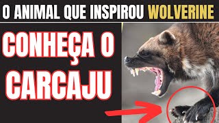 O ANIMAL QUE INSPIROU O WOLVERINE CONHEÇA O CARCAJU [upl. by Hsetim]