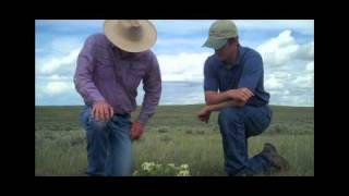 Montana Ranching Raising Family and Beef Part Two [upl. by Anuqahs]