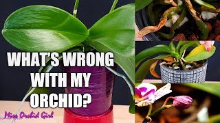 Orchid Care for Beginners  Phalaenopsis problems  How to spot treat amp prevent [upl. by Caffrey]