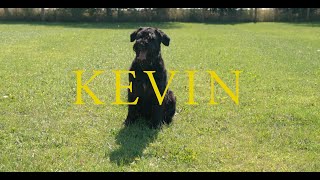 Kevin the Giant Schnauzer  Family Protection Dog [upl. by Mirella238]