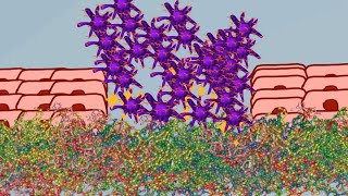 Hemostasis  Physiology of hemostasis 💚animation💚 [upl. by Ilrac]