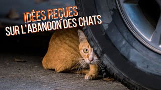 Idées reçues sur labandon des chats 🐱 [upl. by Naujet]