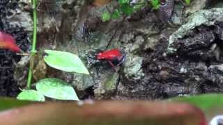 Oophaga Pumilio quotEscudoquot Calling [upl. by Heman]