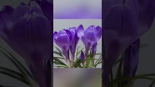 Watch the Timelapse of Beautiful Crocus Blooming [upl. by Ody]