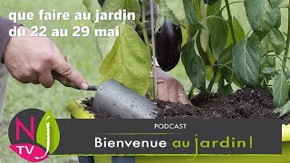 QUE FAUTIL FAIRE DANS LE JARDIN DU 22 AU 29 MAI Extrait du Grand Podcast Bienvenue au jardin N°10 [upl. by Eppesiug660]