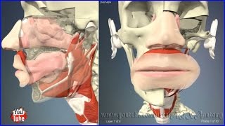 Nasal and oral cavity mouth  nose  3D Human Anatomy  Organs [upl. by Eikcid]