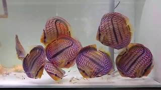 Heckel Cross Discus  by ‎Jon Chan [upl. by Artinak]