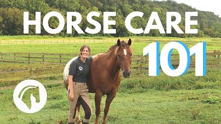 HOW TO CARE FOR A HORSE Complete Guide [upl. by Lebyram908]