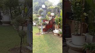 🌿💐 gardenplantflowerand beautiful place 💐🌿plants youtubeshorts garden flowers shorts [upl. by Ttej]