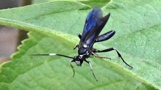 Parasitoid Wasps  ID requested on three species Ichneumonoidea [upl. by Hodgson221]