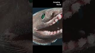 Frilled shark  shorts  a species of shark that lives in the deep sea  Amazing World [upl. by Nancee]