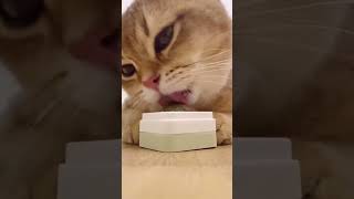 catmint petcat goodthing asmr funny [upl. by Nahtannoj347]