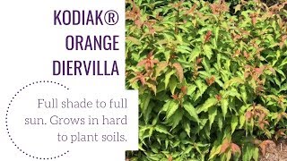 Kodiak®️ Orange Diervilla  wwwgardencrossingscom [upl. by Rehpotsirk]