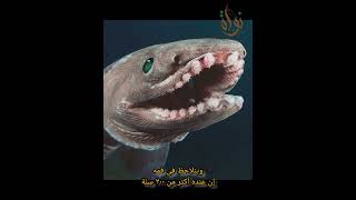 القرش🦈 المزركش المرعب😱😱 [upl. by Kono806]