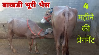 बाखडी भूरी भैस 4 महीने की प्रेगनेंट बिक्री के लिए उपलब्ध  Deepak Malik Dairy Farm 9306569346 [upl. by Schlessel509]