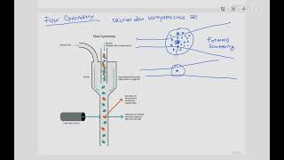 Flow Cytometry Ukuran dan Kompleksitas Sel [upl. by Lehsar]