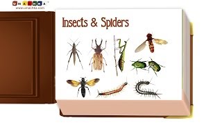 Infant Early Learning Educational Video Insects amp Spiders [upl. by Tandi]