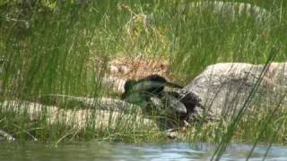 Loon Nest  Loon Walking 2 [upl. by Jocko]