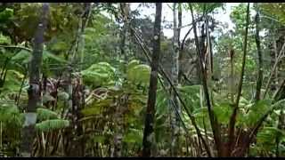 Hawaiian tropical rainforests Hawaii Volcanoes National Park Hawaii USA North America [upl. by Livingston]