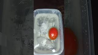 Life hack minutes Tomato peelinghack shorts shortchallenge onekeys [upl. by Mungo]