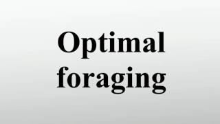 Optimal foraging [upl. by Mich]