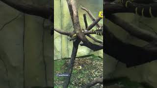 Mangrove snake 🐍 malaysia cutest2animal snake snakes snakevideo youtubeshort youtubeshorts [upl. by Renick]