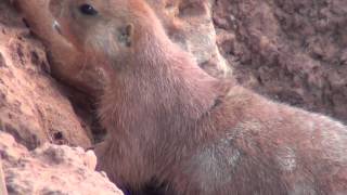 Prairie Dogs Barking [upl. by Gudrin575]