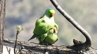 Parrot alexandrine parakeet tota mating  indian ringneck [upl. by Idnac]