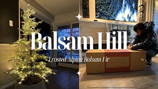 🎄BALSAM HILL Unboxing Frosted Alpine Balsam Fir Christmas Tree 65ft  Randy and Michael [upl. by Nalyk806]