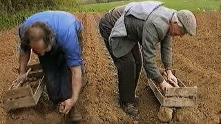 Potatoes being planted in Ireland the old way [upl. by Tacklind]