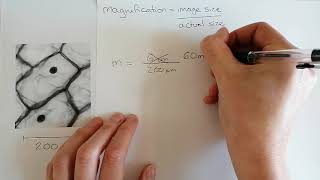 Calculating magnification Microscope calculations [upl. by Evannia]